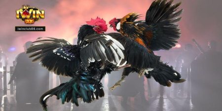 Kinh Nghiệm Đá Gà IWIN - Kiến Thức Cập Nhật Để Cược Thắng